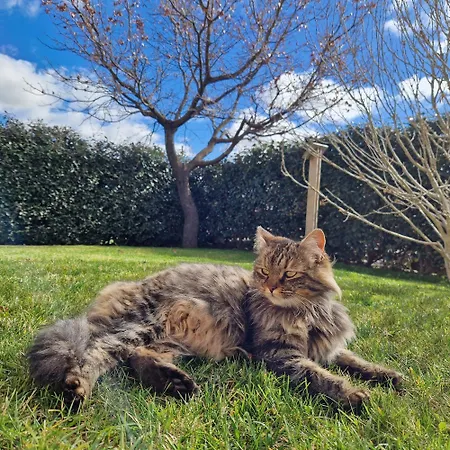 Limbara Dreaming Tempio Pausania